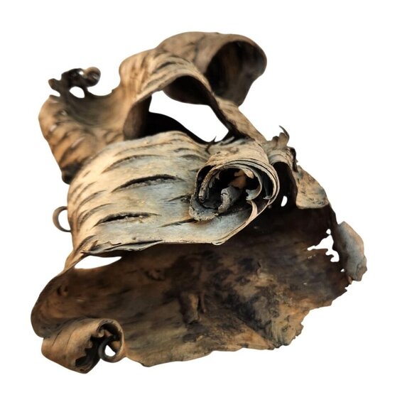 Natural Birch Bark Sheets For Crafting & Decor - Picture 4 of 8